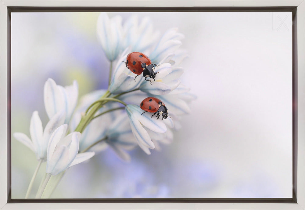 Wall art Ladybirds-1