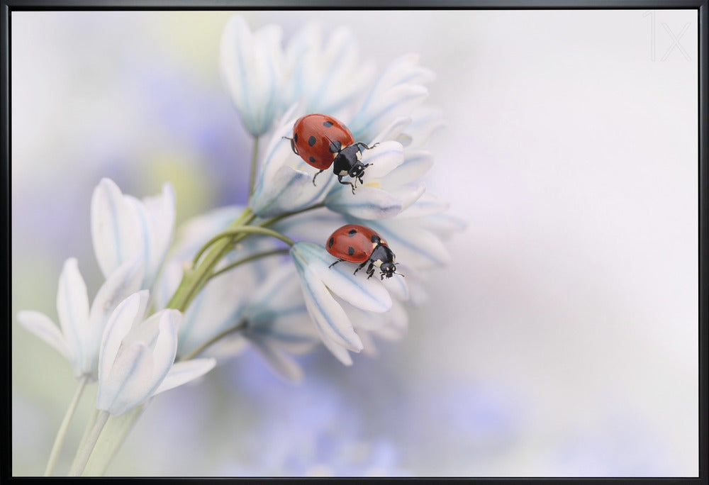 Wall art Ladybirds-2