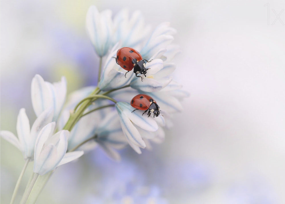 Wall art Ladybirds-3